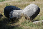 l-dsc-0052.jpg